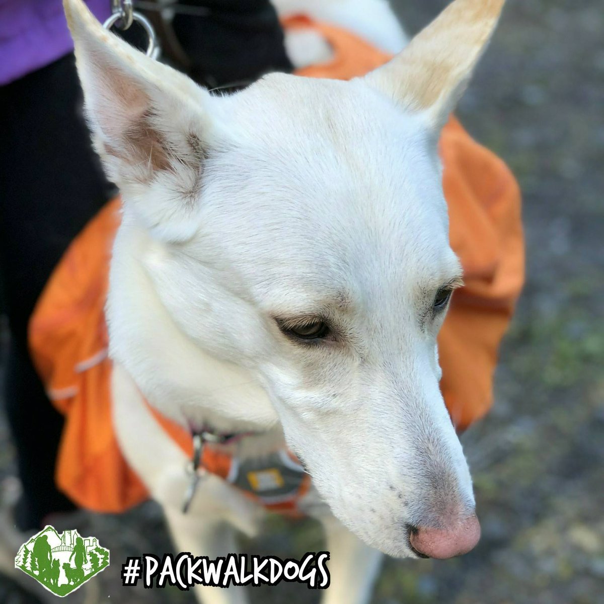 PDXPackWalks's tweet photo. It's Luna! She is a gorgeous #whitegermanshepherd, stylishly rocking a bold, orange Ruffwear Performance Dog Gear pack. Luna recently joined our #PackWalks, and she's so much fun! #PackWalkDogs

Wanna meet more great #doggos like Luna-Lou @ PDX? Join us! 

https://t.co/83lkZhxvxV https://t.co/Kho2iV25bh