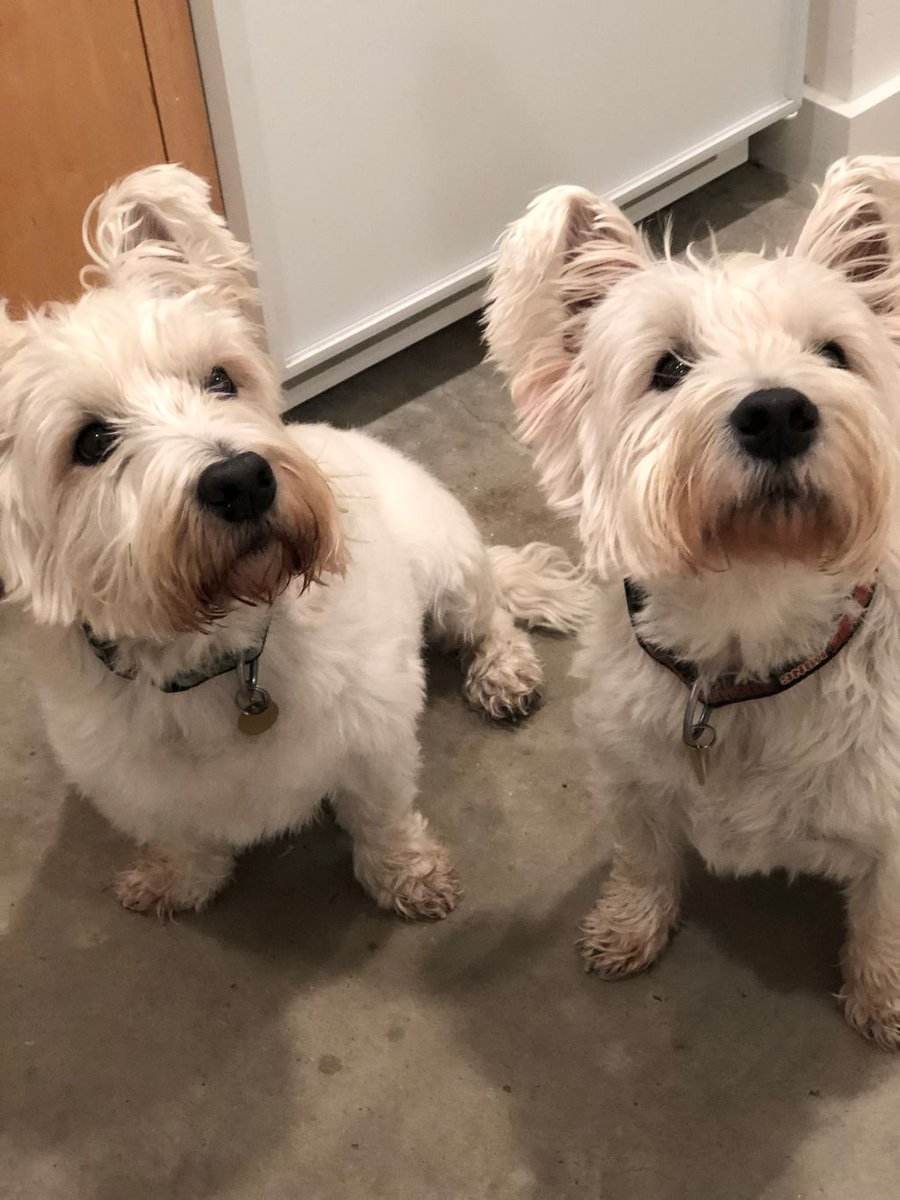 Austin Dog Butler tweet media