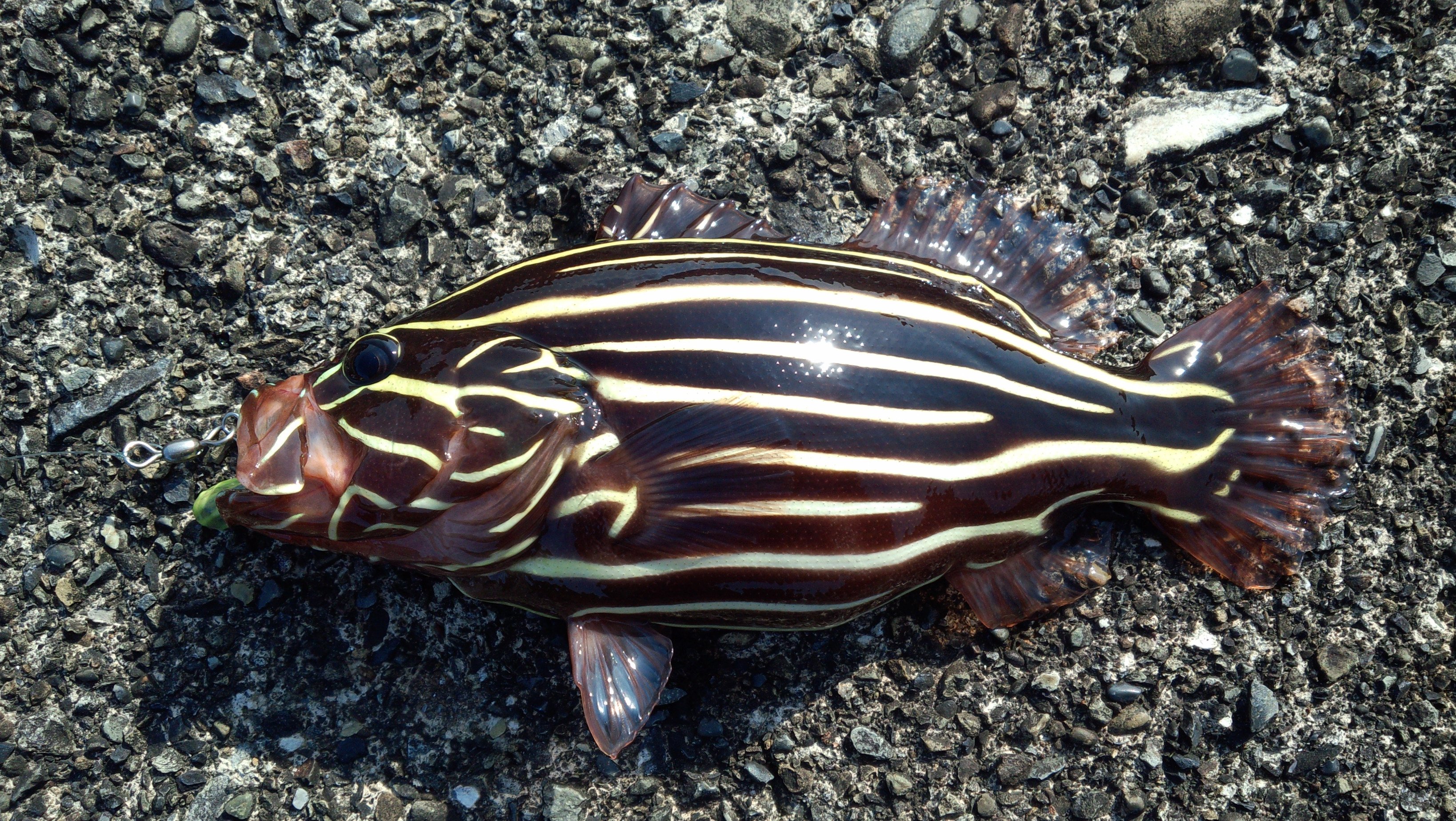 めぐみさらし Twitterissa ゴンズイ模様の不思議な魚ヌノサラシ めぐみさらしの さらし はこの魚からもらいました ショップロゴの黄色 と黒のカラーリングもこの魚由来 T Co Ml2f95unqp Twitter