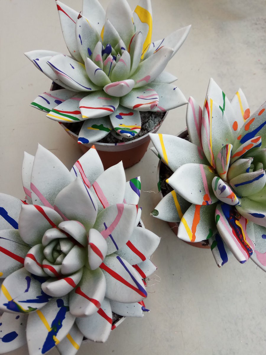 #piante  #regali #Natale Da sartorelli garden è arrivata l'Echeveria !!!