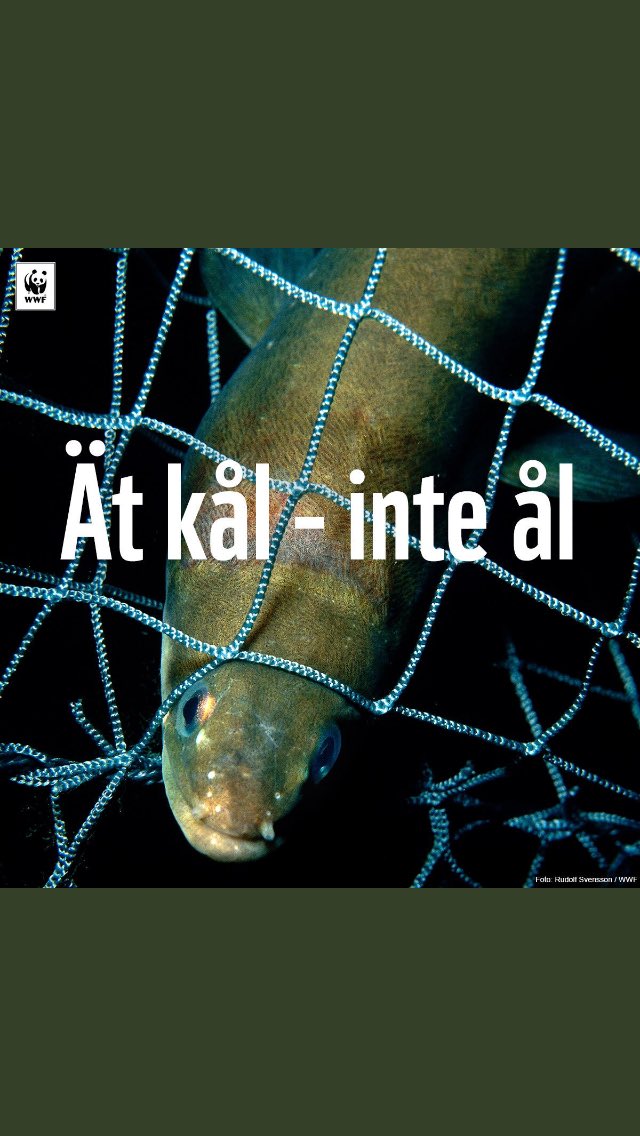 <a href="/CoopSverige/">CoopSverige</a> säljer ej ål- ät kål rlker <a href="/gardsfisk/">Gårdsfisk</a> - Svensk odlat lokal alternativ <a href="/WWFSverige/">VärldsnaturfondenWWF</a> <a href="/naturskyddsf/">Naturskyddsförening</a>