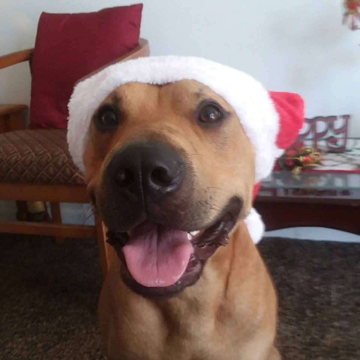 mydogsas's tweet photo. #NewProfilePic https://t.co/wvkAvAk5Xp