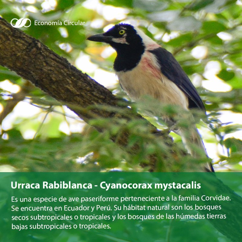 EcoCircularEs's tweet photo. Conoce un poco más sobre las especies de aves que habitan en #Espol #AvesEspol #BosqueProtectorLaProsperina
@edcom50 @UVS_ESPOL  @ugaclub @Andreapinoacost https://t.co/Q3osYXY4uE