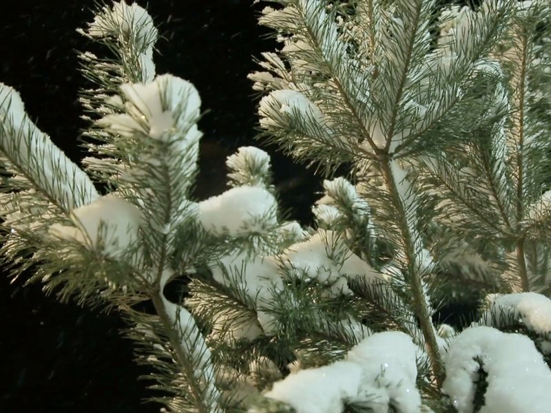 You Can Chop Down a Christmas Tree this Weekend dlvr.it/Q4r9rL https://t.co/iEFsQGPsNk
