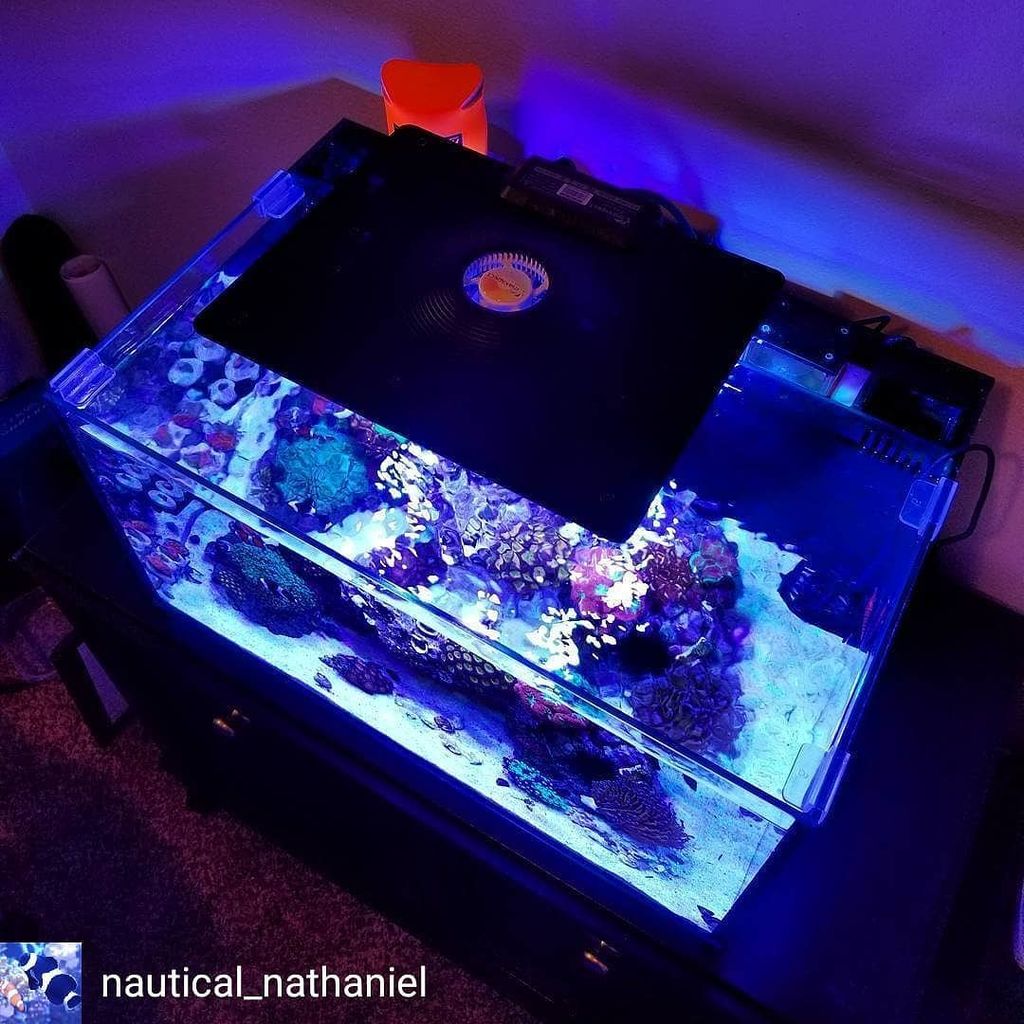 MaxspectLED's tweet image. Maxspect Ethereal. Not just a fixture with an elegant profile, it allows you to fine tune 5 channels with WiFi connectivity.  @nautical_nathaniel: The view from up here is pretty nice 😎 #coralvue #maxspect #maxspect #maxspectethereal  #led #aquariumlighting #gear