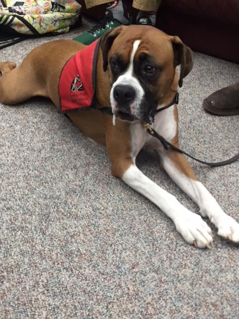 uwparkside's tweet photo. Last day to visit the therapuppies in the library today! Come see these two adorable faces for some end-of-semester stress relief today until 2 pm! https://t.co/YiNr4ipL2Z