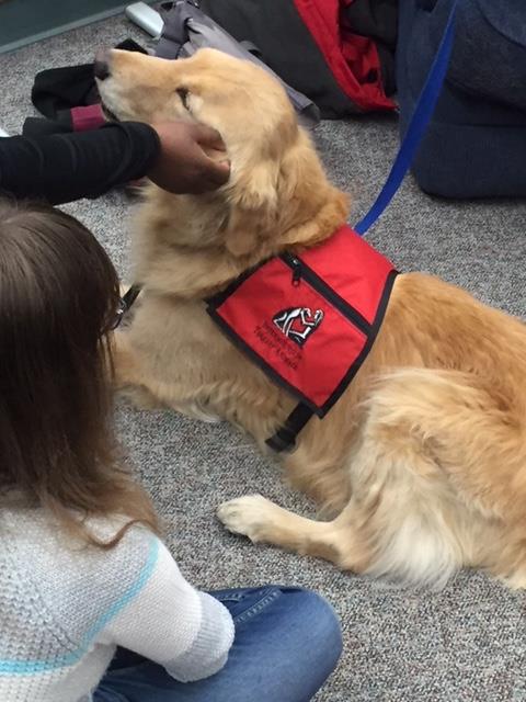 uwparkside's tweet photo. Last day to visit the therapuppies in the library today! Come see these two adorable faces for some end-of-semester stress relief today until 2 pm! https://t.co/YiNr4ipL2Z