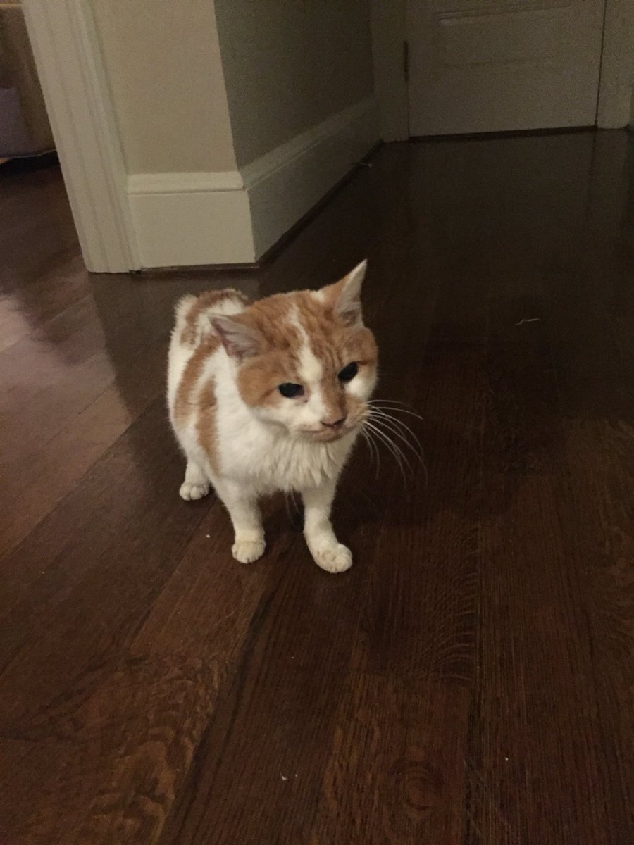 SecondLady45's tweet photo. We will all miss Pickle, our very chatty, sweet kitty of 16 years. https://t.co/X4xx8nH6vN