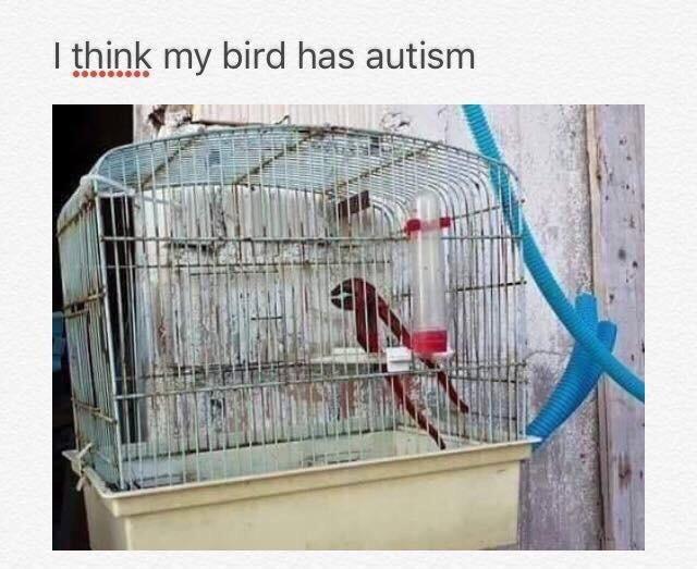 myunclesmemes's tweet image. me🐦irl