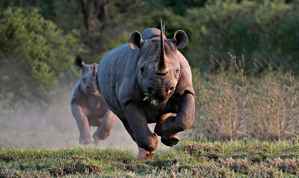 Носорог и осьминог носят десять пар. Носорог. Носорог бежит.