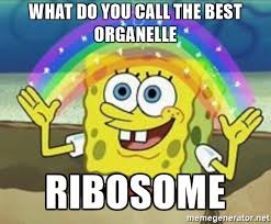 Rogerribosome's tweet photo. Make Sure You follow and Re-Tweet the Best Organelle Out There https://t.co/Nrv5cfF2N7