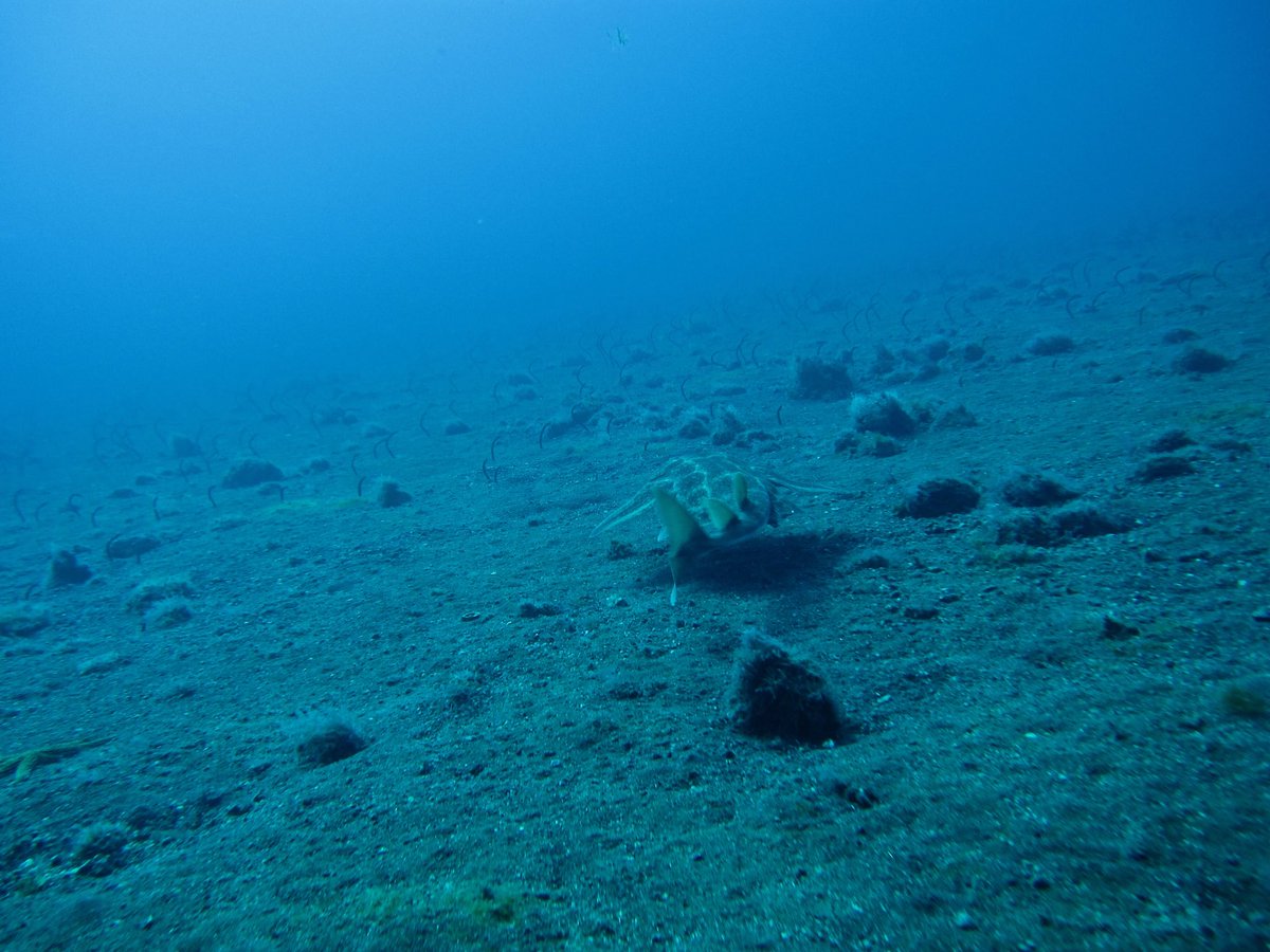 Goo_Diving's tweet photo. We #love #angel #shark at #GooDiving in #Tenerife #Canarias 😍 https://t.co/TrWHrqVdR9
