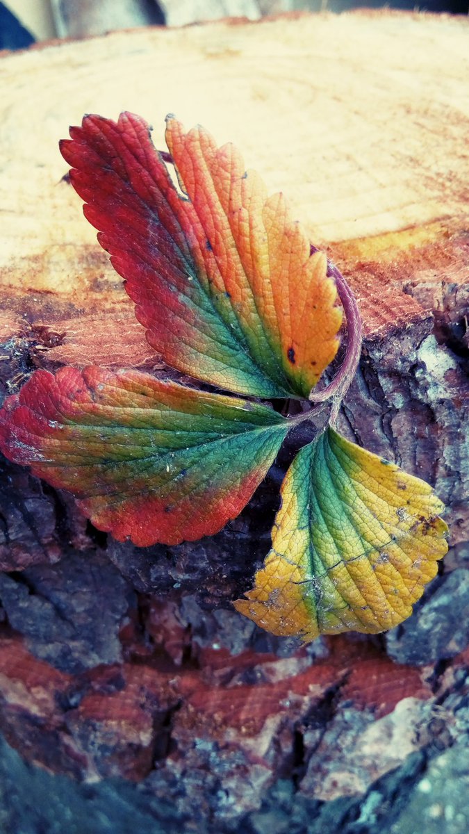 ErTacettin's tweet image. Sümmani"yem Yarab gönlümü hoş eyle
Ya sabır ver ya da bağrım taş eyle
Ya bir çift kanat ver ya da kuş eyle
Tez ulaşam dost bağında talan var
Aşık Sümmani