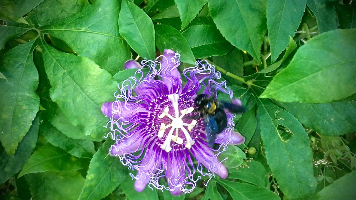 An impromptu response to <a href="/davecheney/">Dave Cheney</a>'s response "Never edit a method, always rewrite it" to <a href="/chadfowler/">chad fowler</a>'s talk "Growing Old" from <a href="/deccanrubyconf/">DeccanRubyConf 2019</a> : gist.github.com/michaeljklein/…