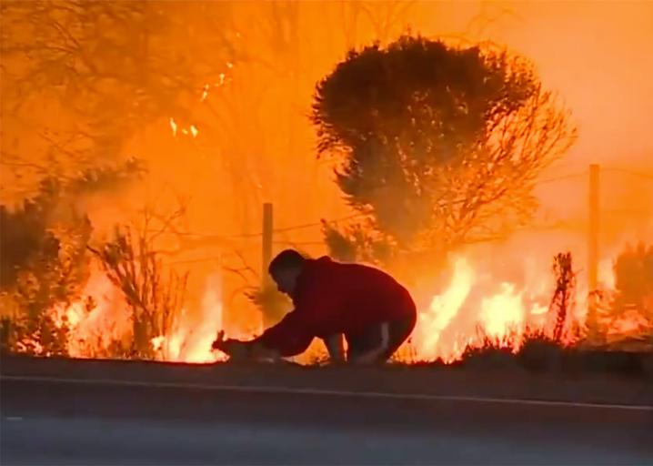 Down the rabbit hole - leftists triggered over video saving wild rabbit in L.A. wildfires