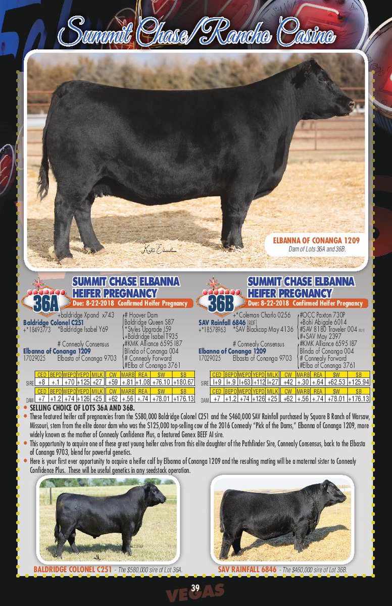 WayfareAngus's tweet image. National Angus Finals Sale in Las Vegas, this Sunday, Dec. 10 at 4 pm.  Featuring a heifer calf pregnancy out of one of the Angus Breed's most profilic cows.