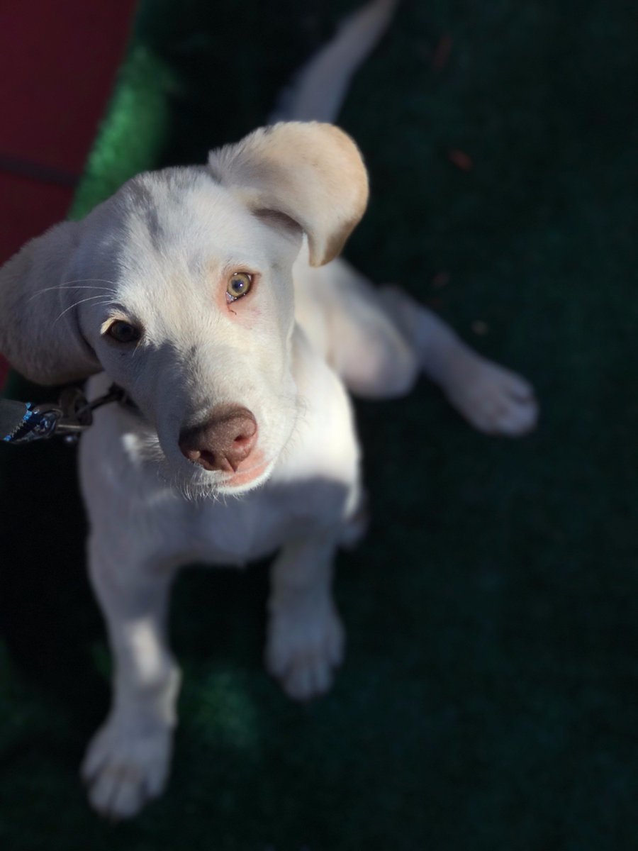 MasterDog22's tweet photo. Lucky 🐕😀👍🐶😍Puppy Obedience Training. 
818-290-9411. 
https://t.co/KwoK6od8lR #puppytraining #puppyobediencetraining #puppyobedience #dogtraining #masterdogtraining #maximbasyro #woodlandhills  #dog https://t.co/TukWaXwuc8
