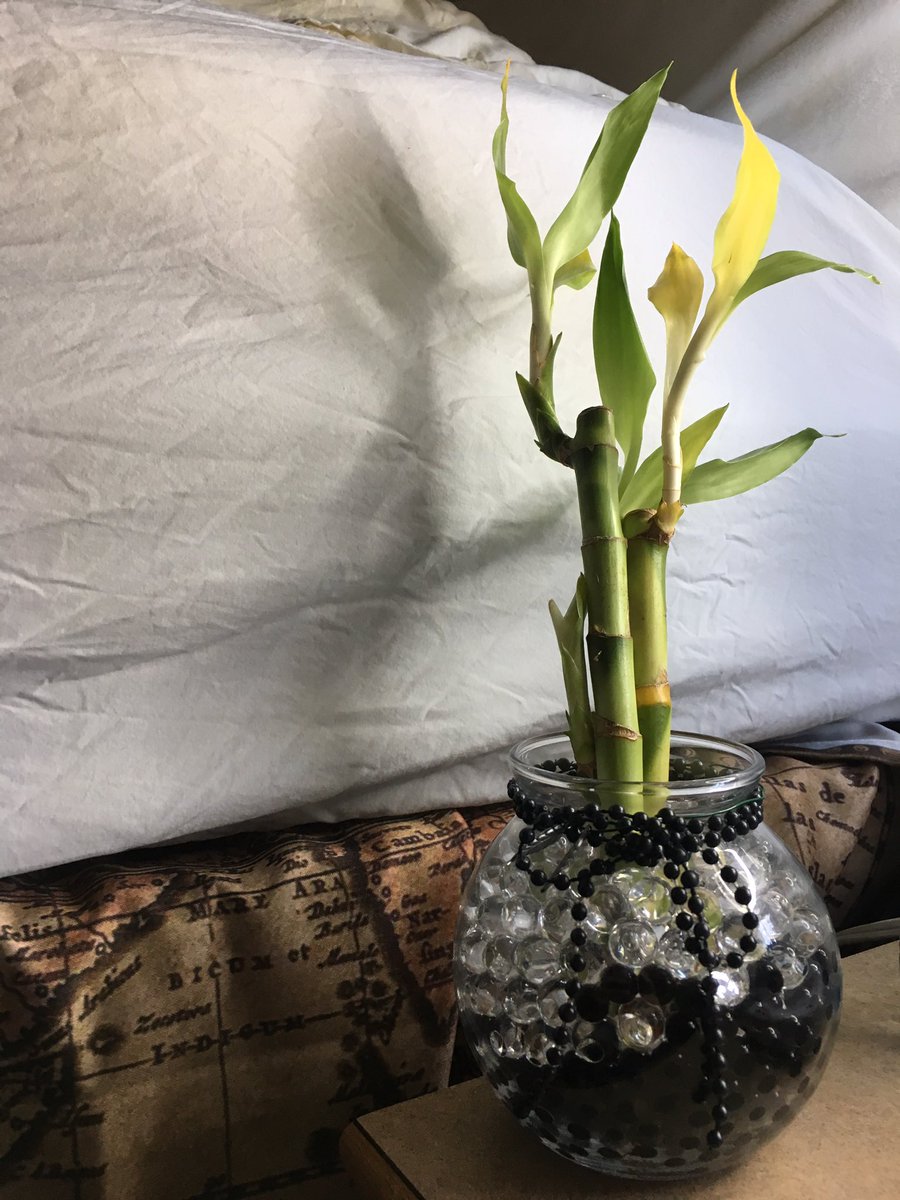 BlueHenKathryn's tweet photo. Love my new bamboo plant 🎋❤ https://t.co/2JLxB8ppf9