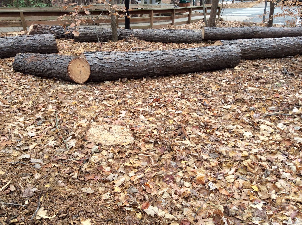 TreeTaggr_HB's tweet photo. @treetaggr #species=pine 6 loblolly pines lost to pine beetle https://t.co/s87IfTZ9mJ