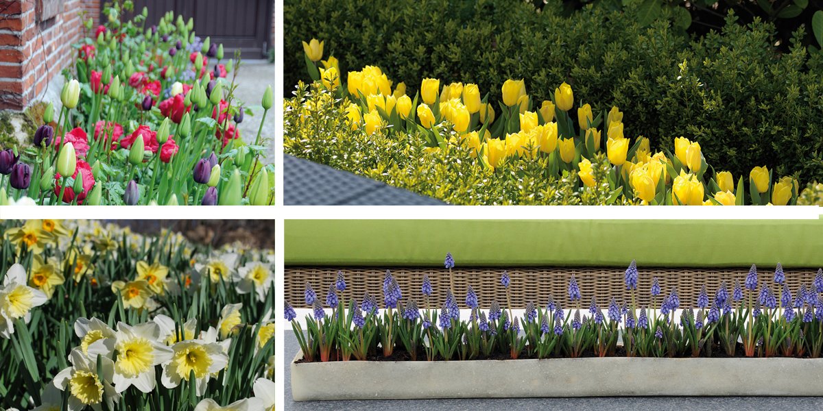 There's time to plant spring flowering bulbs before the ground freezes! Plant in the ground or in containers to force for early spring. FYI - we still have a great selection!