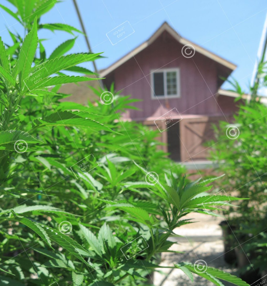 shutterbudmedia's tweet photo. High quality cannabis images-  #ShutterBud #ShutterBudMedia #Cannabis #CannabisStockPhotos #CannabisImages #CannabisPictures https://t.co/bIibWEmYkt