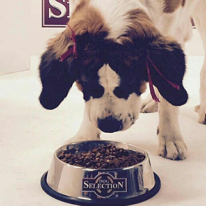 mpessina69's tweet photo. #DogSelection #Uruguay #perros #pet #mascotas #alimentos #nutrición https://t.co/G2jpF8whfY