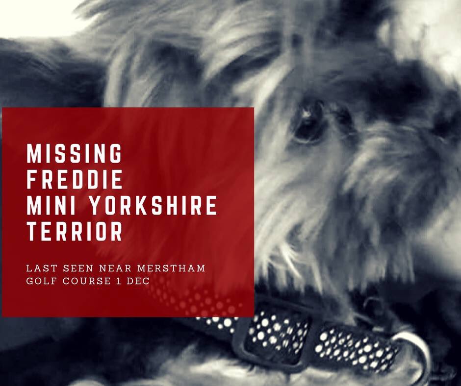 rosiedoc666's tweet photo. #missingFreddie mini #YorkshireTerrior
#Surrey 💔LAST SEEN near #Merstham #golfcourse
#MersthamGolfCourse 1/12
Where's he gone now?
PLS IF YOU LIVE IN AREA RT & LOOKOUT FOR HIM...he's small so check carefully under cars & bushes 😓 he's smaller than a cat 😱
Owners are 💔 https://t.co/QbYrTOQlmw