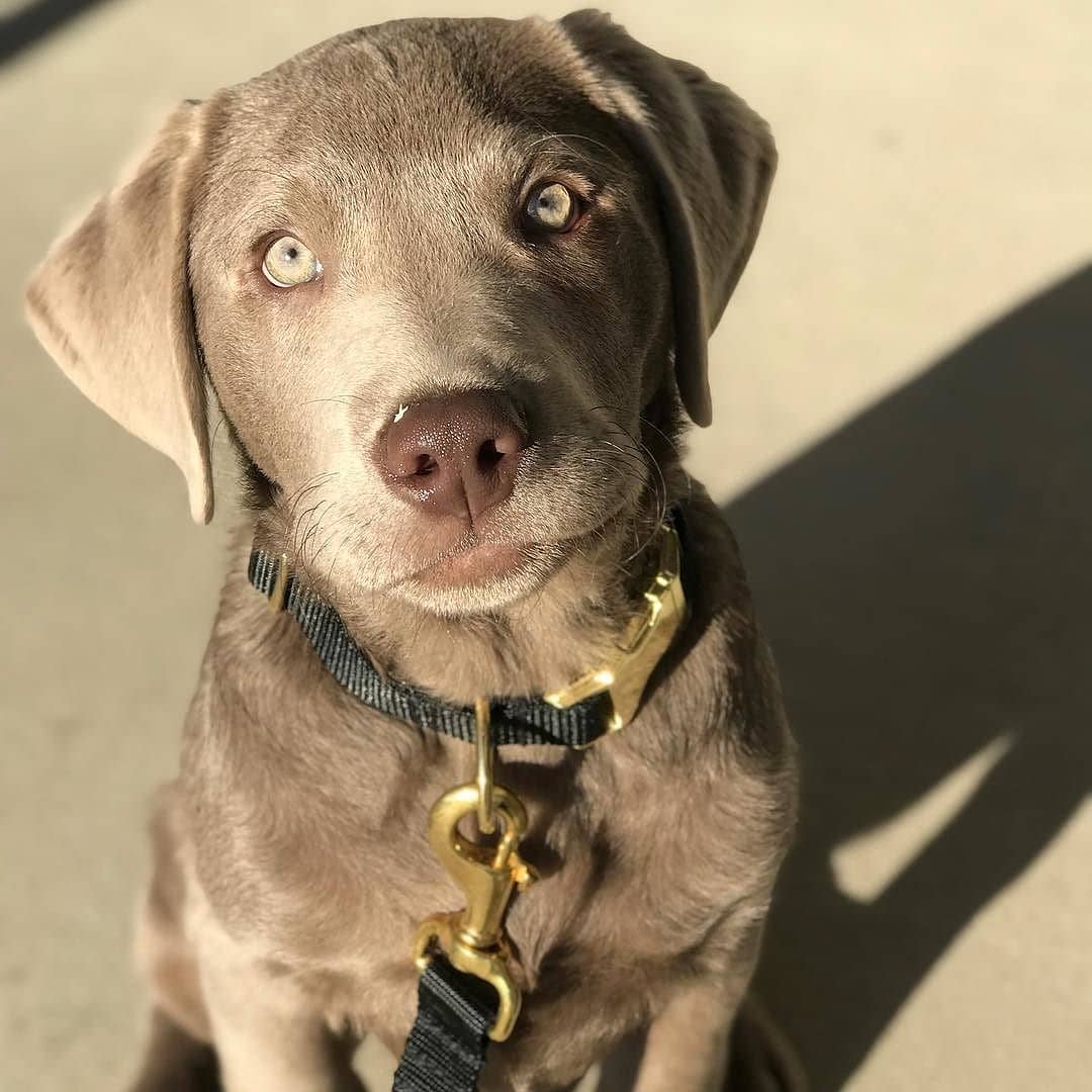 bonjourfido's tweet photo. So pawfect ♥️😙👌♥️ #SolidCollection #DogCollar #Leash 👉Save 25% OFF your next order now thru Dec 20th with code: PAWLIDAY 💕! #dogs #puppy #labrador #luxe #fancy https://t.co/rHtWML4Ac0