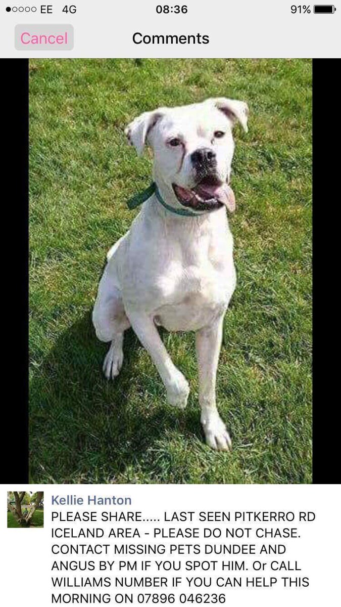 N. Rose Boxer Rescue tweet media