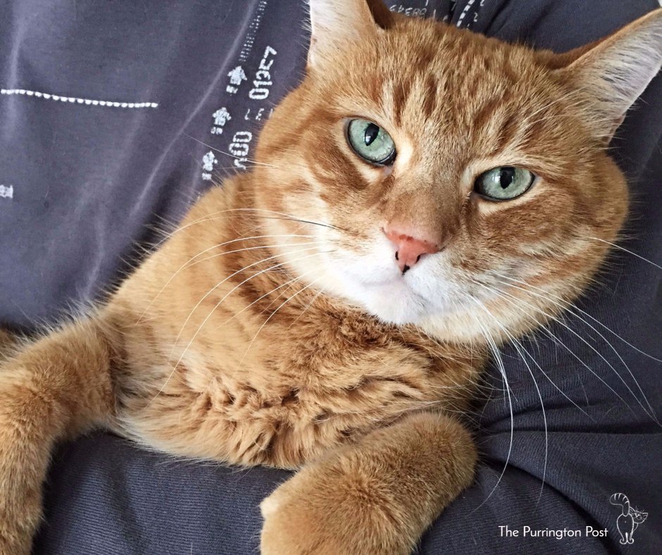 "Happy is the home with at least one cat" ~ old Italian proverb