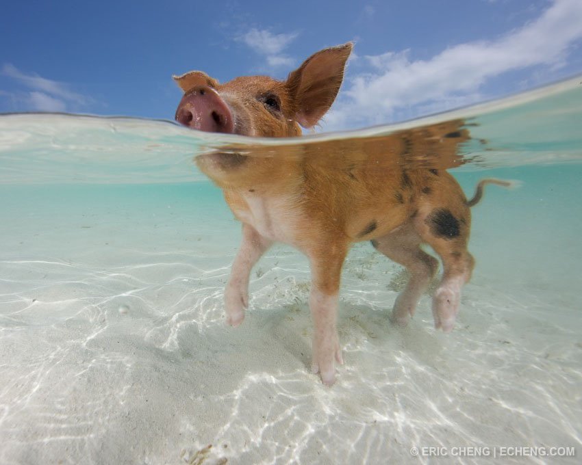 Come catch a wave with this Bahamian baby pig! If you're a fan of underwater photography, we have some incredible images by <a href="/echeng/">Eric Cheng</a> on view in the gallery gift store. Stop by before December 23 to take this little pig home! #OnOurWalls