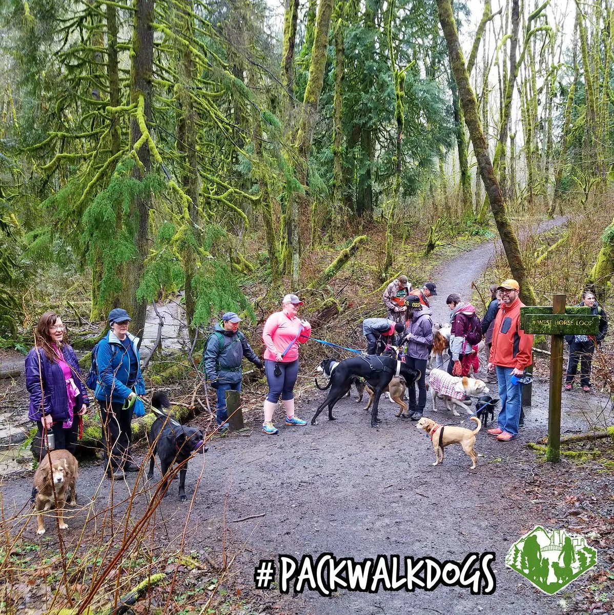 PDXPackWalks's tweet photo. A little rain 🌧 won't stop these #doggos from coming to a #PackWalk! The rain just brings out different smells! 🐶👃

Join us for our January Walk at #TryonCreekStatePark.🚶🐩🐕 More info:
https://t.co/83lkZhxvxV

#PackWalkDogs https://t.co/HYA4p0BsSj