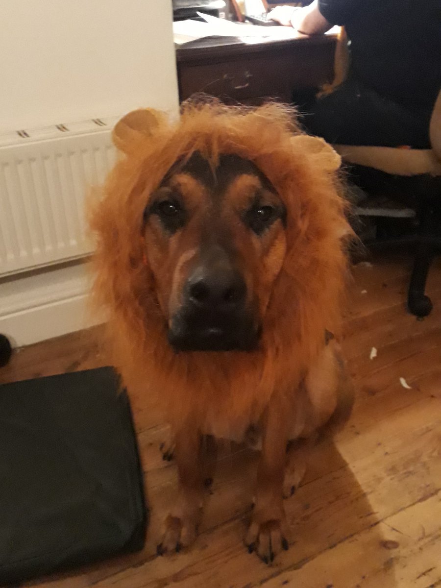 birdintheclouds's tweet photo. Poor Billy boy!!!! Early Christmas present.. #rottishepard #lion #poorlad #rdguk https://t.co/GEQmd1fyGd