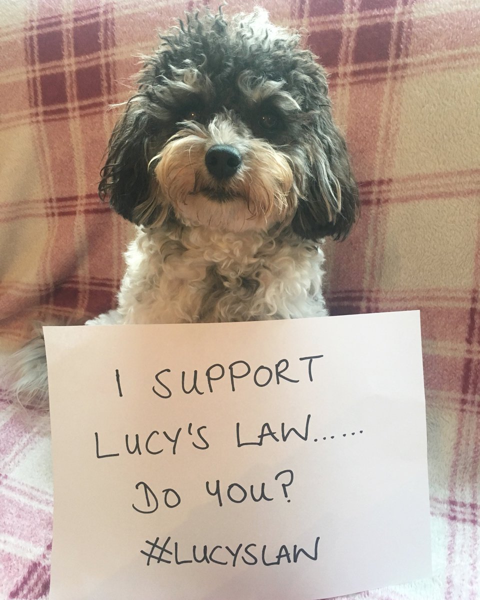 Lucy Rescue Cavalier tweet media