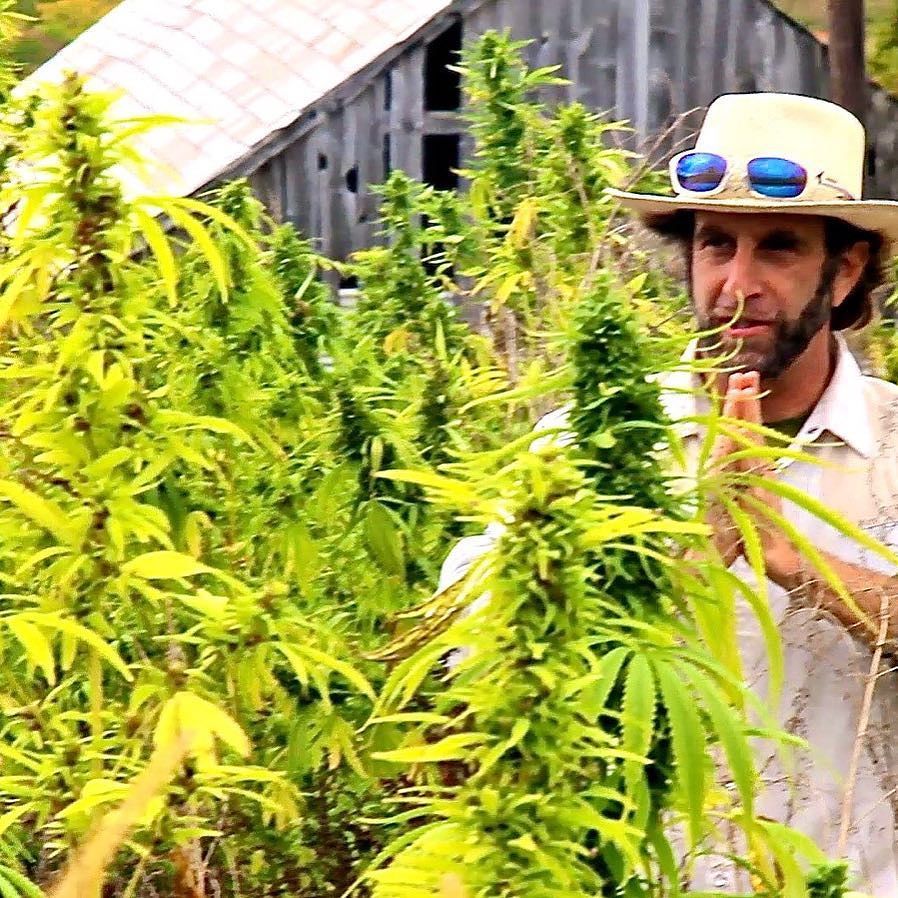 organiccowboy's tweet photo. Happy 13,000th year working together, #humans &amp; #cannabis-#Anthropologists call #hemp a #campfollower: #planted even before that questionable decision to #settledown to #sedintary #agriculture-Big #thanks 2that 1st #dude/#lady who popped that 1st #seed i… https://t.co/pF3rb16iA9 https://t.co/o5Icxg3Gdc