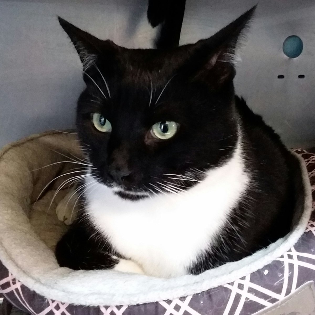 bghumane's tweet photo. CJ is waiting for his forever family! https://t.co/vx6357oZZp