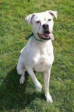 N. Rose Boxer Rescue tweet media