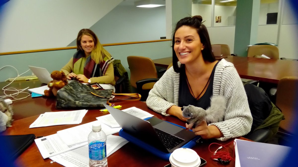 DrewULibrary's tweet photo. Buckling down for some serious study in the Academic Commons with #librarysquirrel and pals. https://t.co/v6zGueDOg8