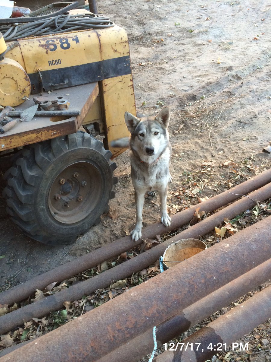 apple_cinders's tweet photo. #ThomasFire Please share!!! My dad sent me these photos of a husky that might've been abandoned by his family. He's working up near Thomas Aquinas College and keeping the dog close. Let's reunite this little guy with his family 🐕❤️ https://t.co/CoZkL0CQEE