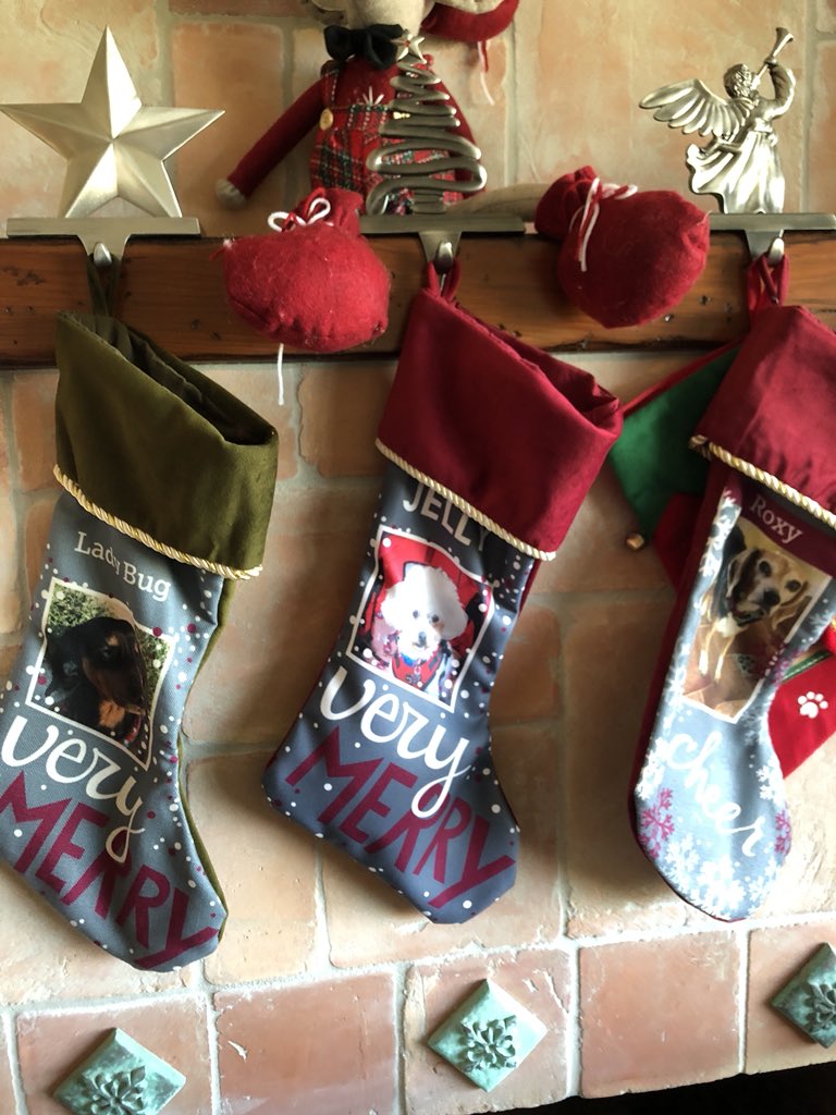 Ready for Santa Paws! 🎅 🐾