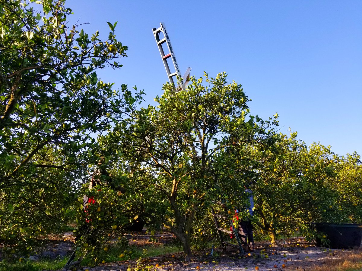 BrigetteGander's tweet photo. Watched a lil' grove pickin' at Bethel Farms. These guys work hard! I'm sure they think I'm crazy for taking their pictures 😁 https://t.co/KBu9qHtVnw