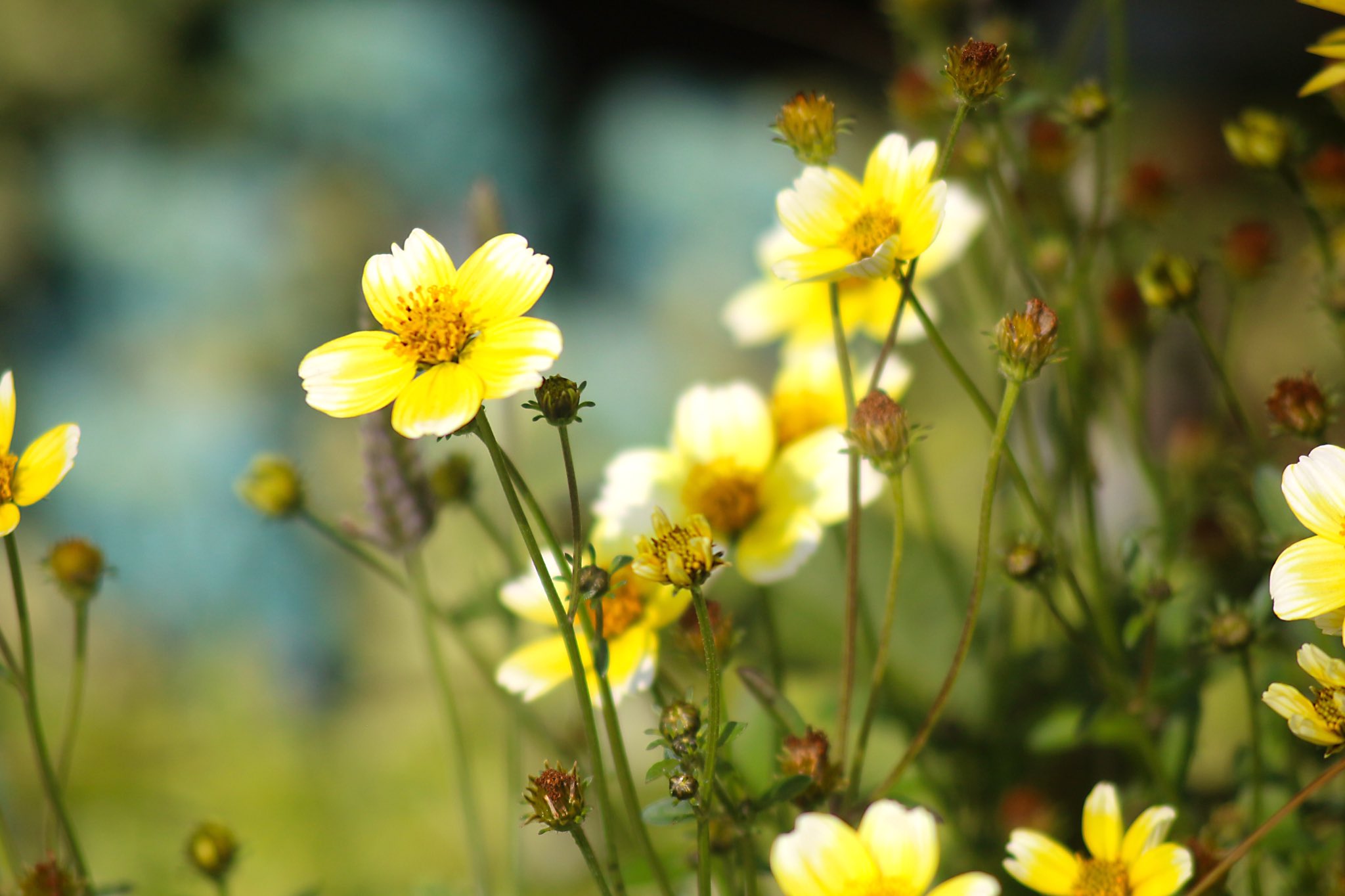 تويتر はな言葉 葉菜桜花子 新作ドレスできました على تويتر きょう12月8日は 成道会 事納め 針供養 レノンズデー ジョン レノン忌 誕生花はウインターコスモス 花言葉は 調和 真心 もう一度愛します T Co H4u9lu5dqb تويتر はな言葉 葉菜桜花子 新作ドレスできました على تويتر きょう12月8日は 成道会 事納め 針供養 レノンズデー ジョン レノン忌 誕生花はウインターコスモス 花言葉は 調和 真心 もう一度愛します T Co H4u9lu5dqb