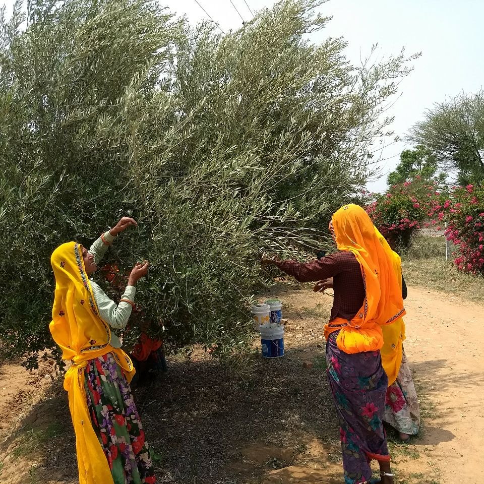 Olitia Olive Tea. It's the perfect time to hand pick the olive leafs for our amazing olive tea