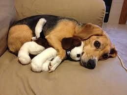 BeaglesCorner's tweet photo. The Beagle spooning... 😍🐶 https://t.co/DlijKB4C0v