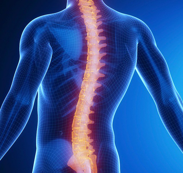 StretchPros's tweet photo. 💡 DID YOU KNOW? 💡

There are 23 discs in the human spine: 6 in the neck, 12 in the middle back, and 5 in the lower back.  

#stretchprostampa #factoftheday #spine https://t.co/vAzjCNOt0V