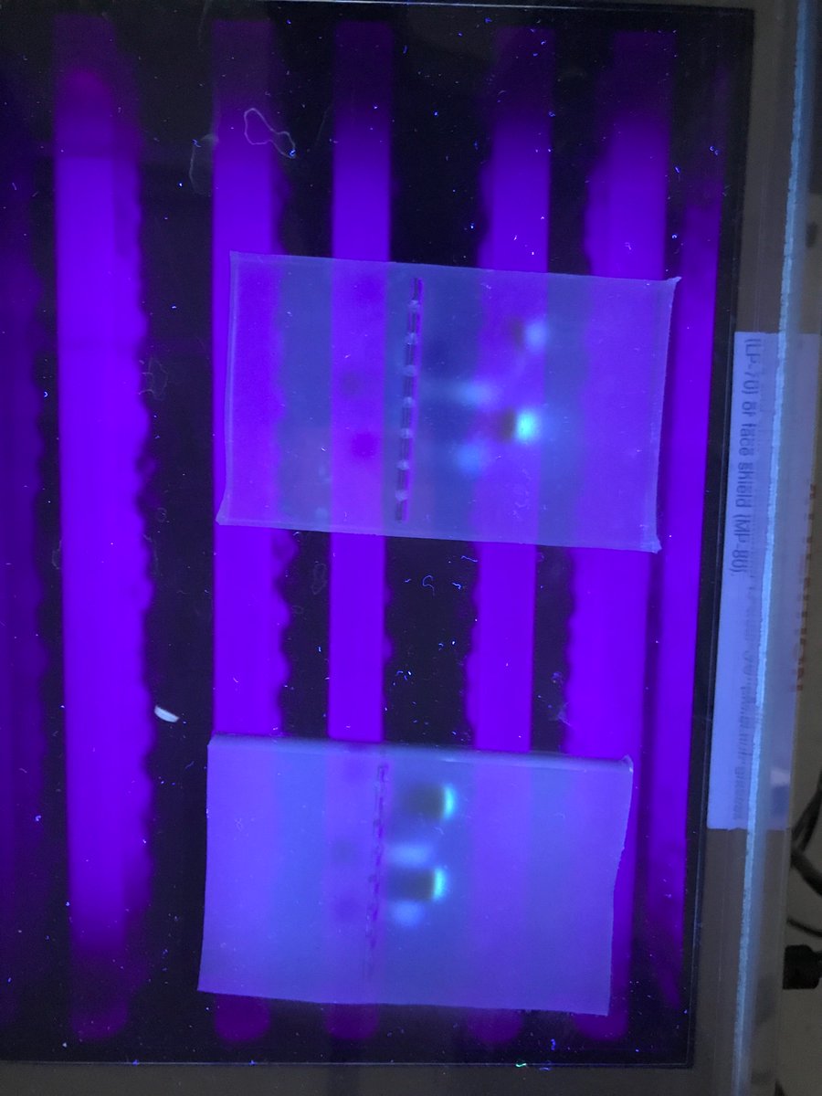 COTE Grade12 DNA and electrophoresis lab