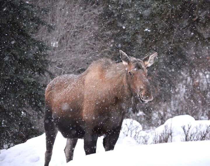 “Study nature, love nature, stay close to nature. It will never fail you.” Frank Lloyd Wright (NPS Photo/Katherine Belcher) #Denali #AlaskaBeauty #ThursdayThoughts #moose #wildlife