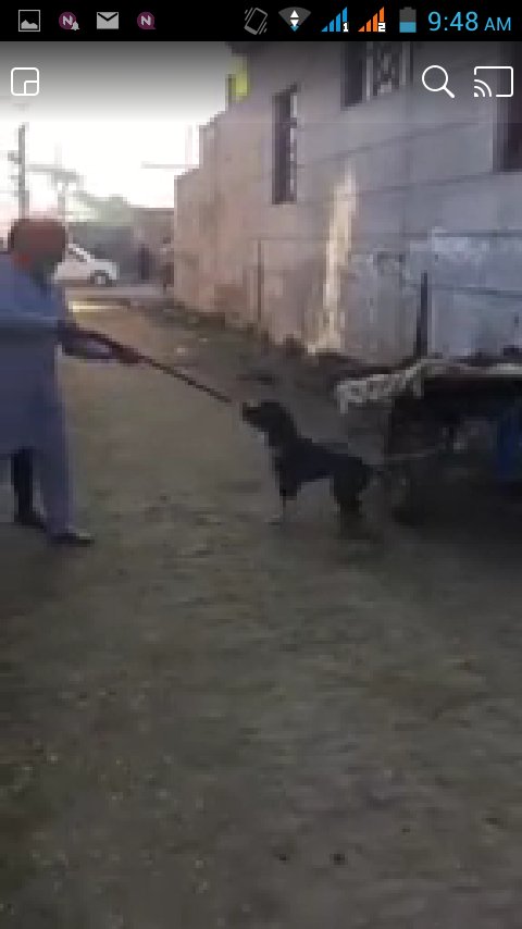KrishVerma786's tweet photo. Search for this man &amp; 
Arrest this man #killdog @peta @PetFed @AnimalKingdom @Manekagandhibjp @PetaIndia https://t.co/7i6G8v6whz