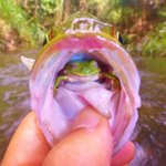 釣った魚の中にカエルが入っていた!カエルは安堵の表情を浮かべる!