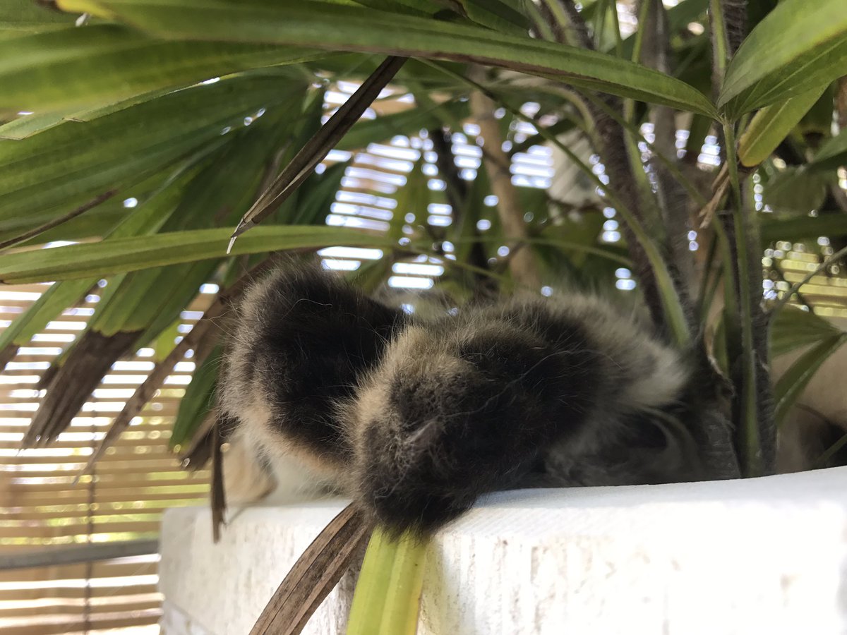 파파둥이 여기 있었구나 한참 찾았네